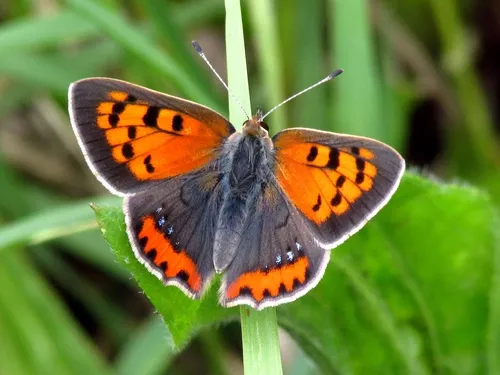 Small Copper - photo 4