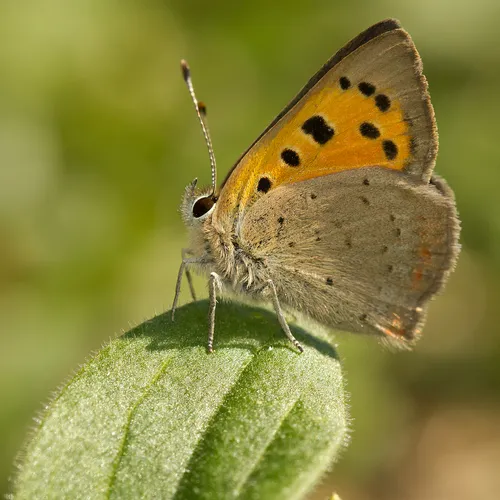 Small Copper - photo 5