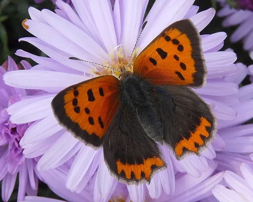 Small Copper - photo 7