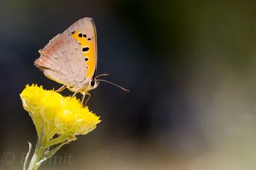 Small Copper - photo 8