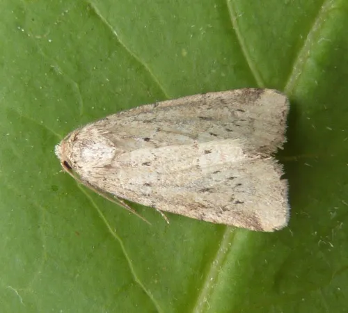 Small Dotted Buff