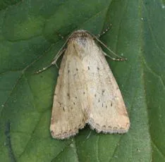Small Dotted Buff - photo 2