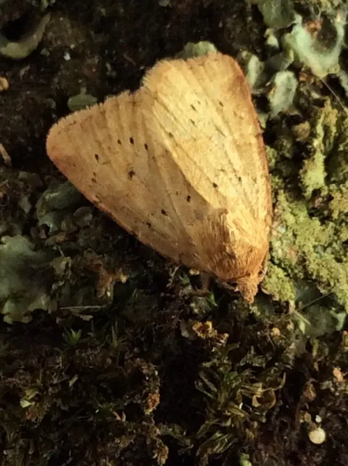 Small Dotted Buff - photo 3