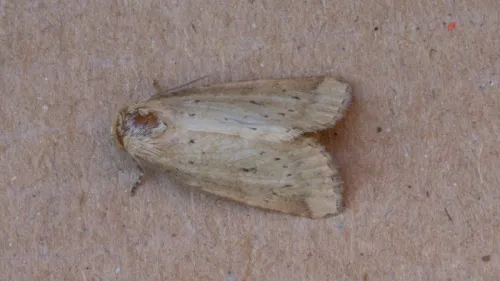 Small Dotted Buff - photo 4