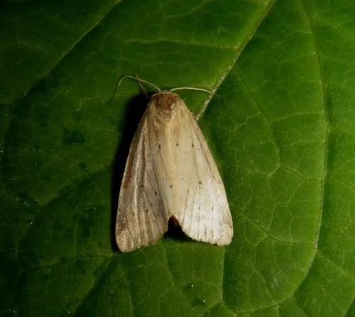 Small Dotted Buff - photo 5