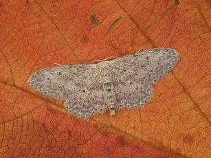 Small Dusty Wave - photo 4