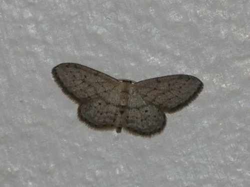 Small Dusty Wave - photo 5