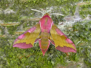 Small Elephant Hawk-moth