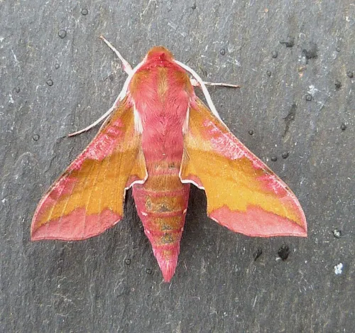 Small Elephant Hawk-moth - photo 2