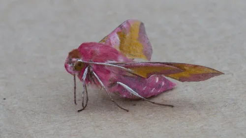 Small Elephant Hawk-moth - photo 3