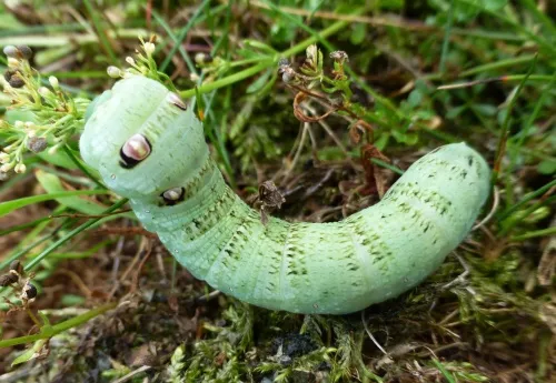 Small Elephant Hawk-moth - photo 4