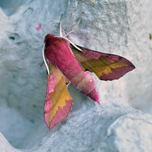 Small Elephant Hawk-moth - photo 5