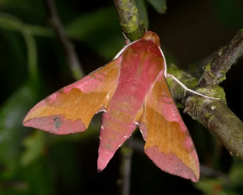 Small Elephant Hawk-moth - photo 6