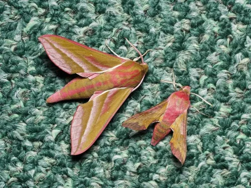 Small Elephant Hawk-moth - photo 7