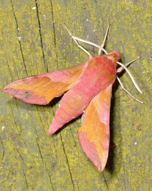 Small Elephant Hawk-moth - photo 8
