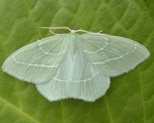 Small Emerald - photo 2