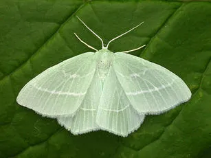 Small Emerald - photo 3