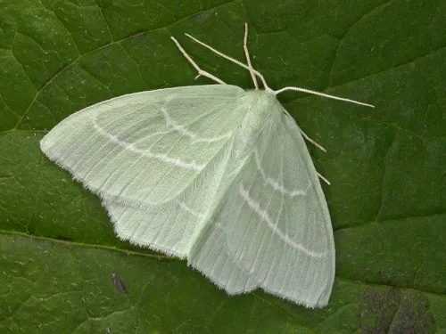 Small Emerald - photo 4