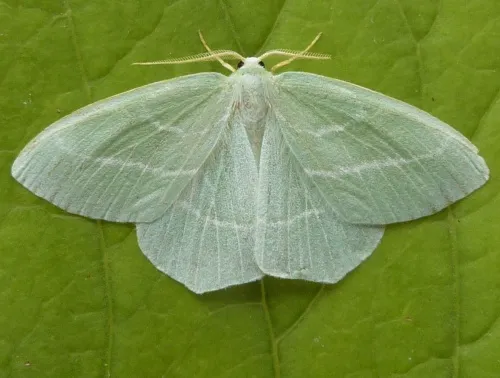 Small Emerald - photo 5