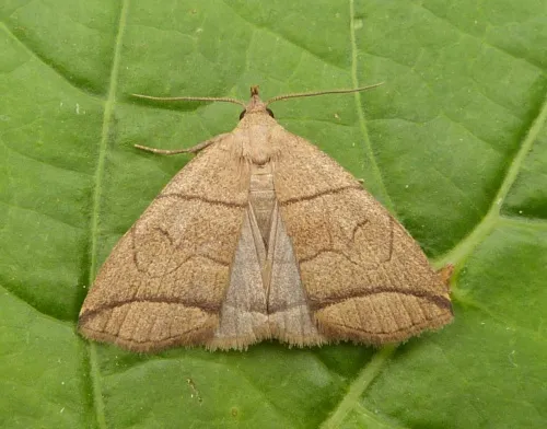 Small Fan-foot - Herminia grisealis
