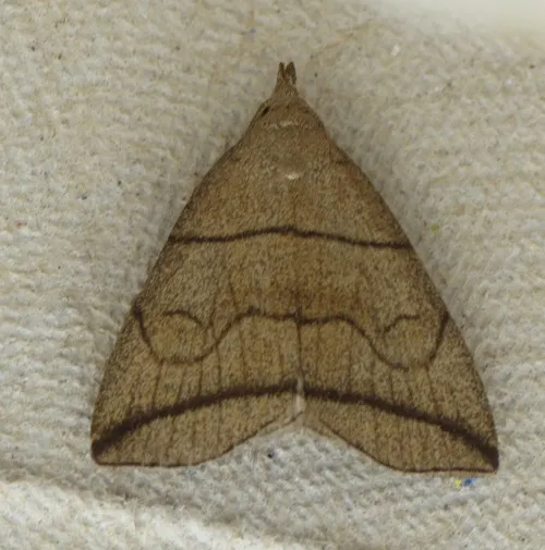 Small Fan-foot - photo 4