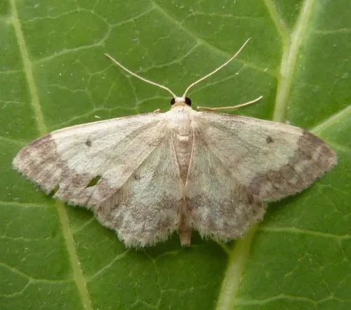 Small Fan-footed Wave