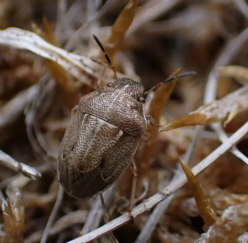 Small Grass Shieldbug
