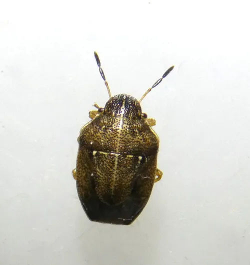 Small Grass Shieldbug - photo 2