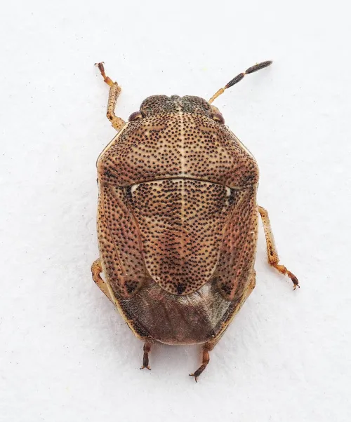 Small Grass Shieldbug - photo 3