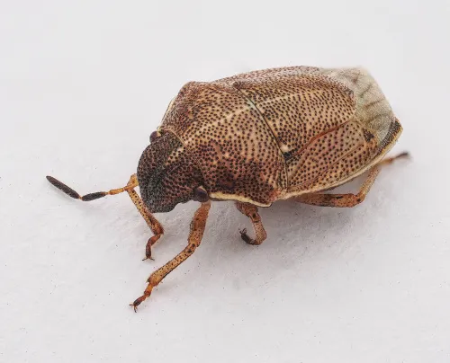 Small Grass Shieldbug - photo 4