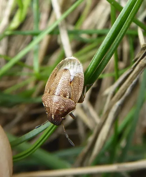 Small Grass Shieldbug - photo 5