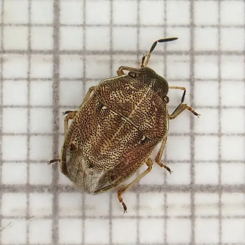 Small Grass Shieldbug - photo 6