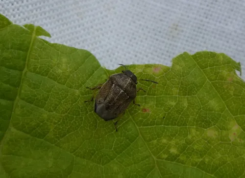 Small Grass Shieldbug - photo 7