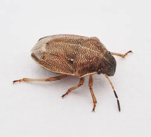 Small Grass Shieldbug - photo 8