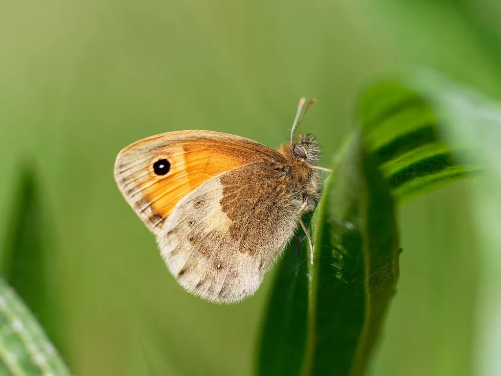 Small Heath - photo 2