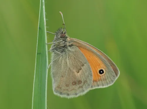 Small Heath - photo 6