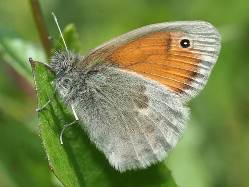 Small Heath - photo 7