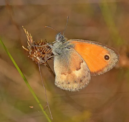Small Heath - photo 8