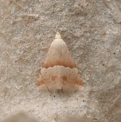 Small Marbled - photo 3