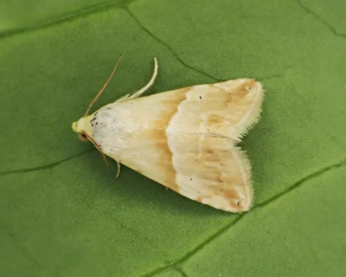 Small Marbled - photo 4