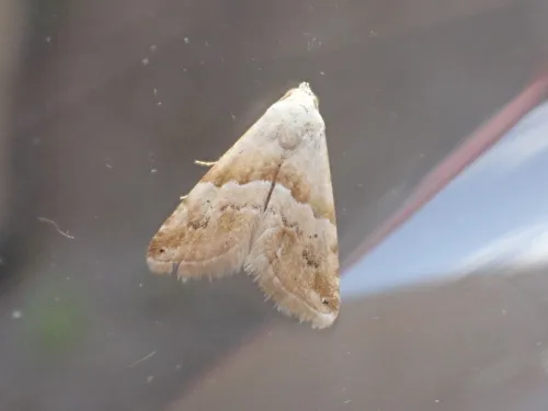 Small Marbled - photo 5