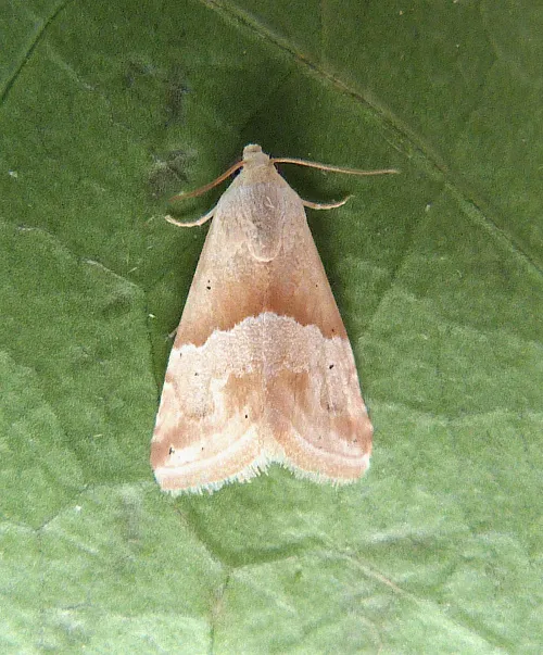 Small Marbled - photo 6