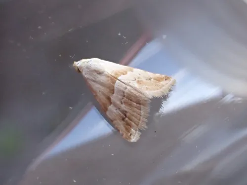 Small Marbled - photo 7