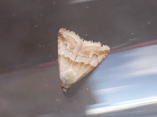 Small Marbled - photo 8
