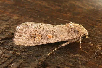 Small Mottled Willow