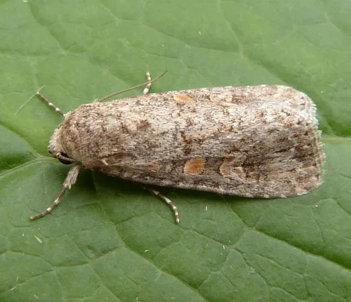 Small Mottled Willow - photo 2