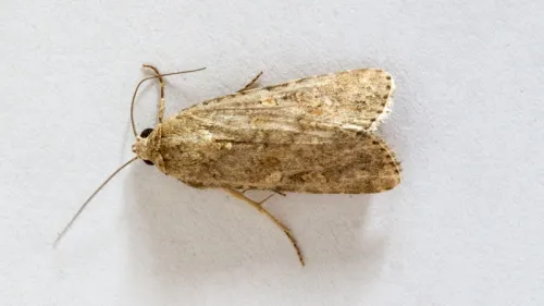 Small Mottled Willow - photo 3