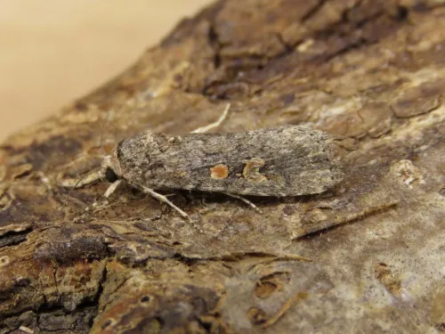 Small Mottled Willow - photo 4