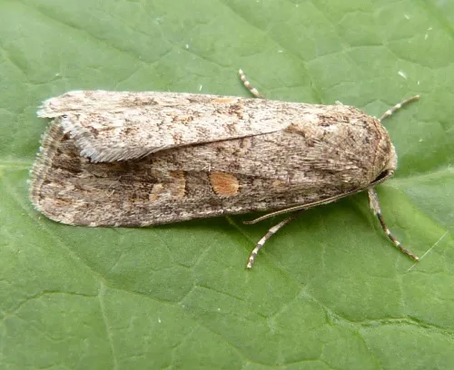 Small Mottled Willow - photo 5