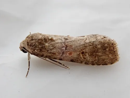 Small Mottled Willow - photo 6